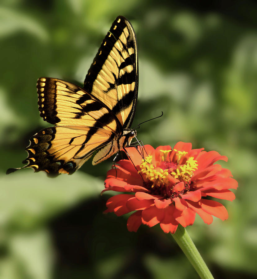 Eastern Yellow Swallowtail Photograph by Don Spenner