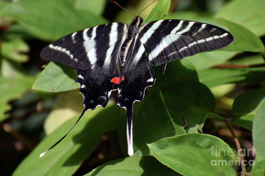 Eastern Zebra Swallowtail Photograph by Skip Willits