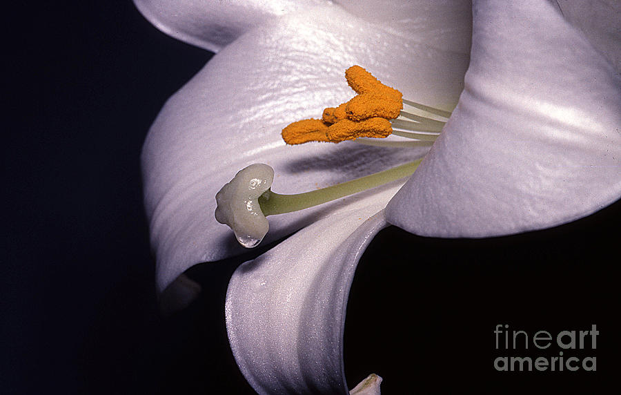 Easters Lily Photograph by Edward R Wisell