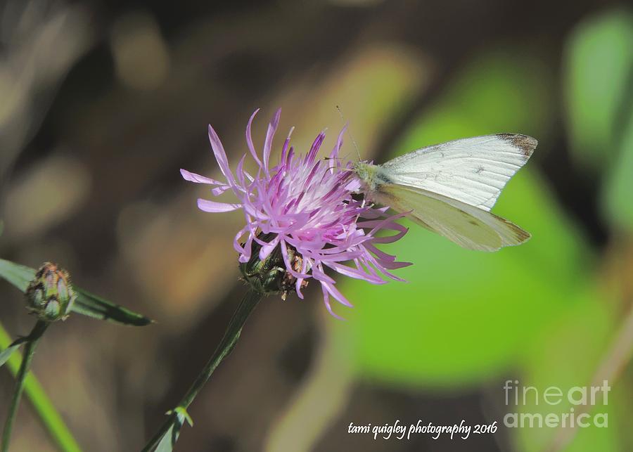 Easy Breezy Butterfly Photograph by Tami Quigley