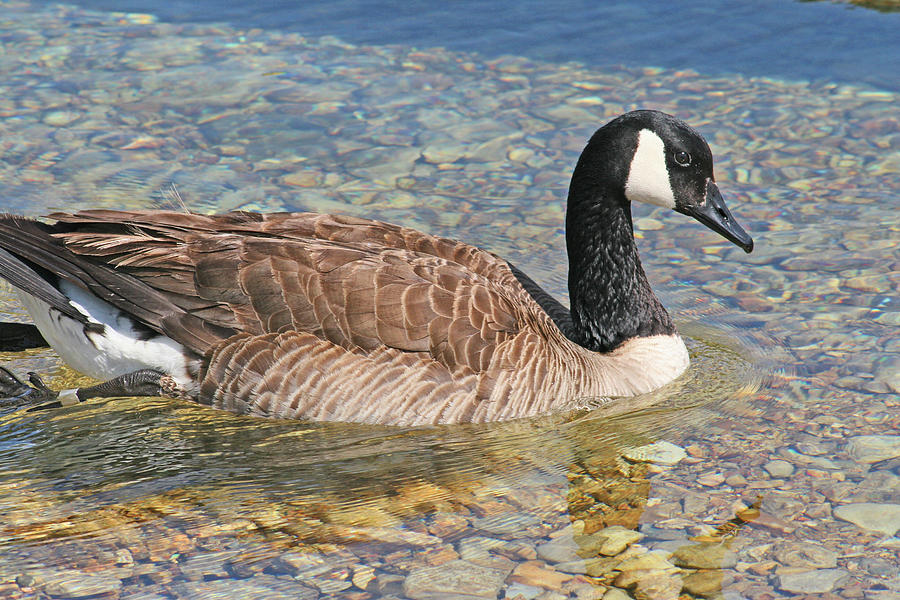 Canada Goose on Water Photograph by Mick Flodin