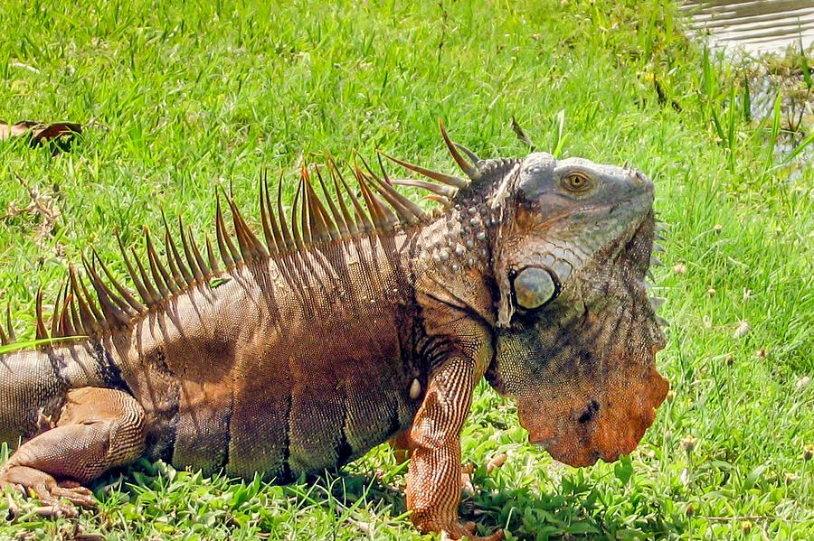 Easy Going Iguana Photograph by Lisa Lemmons-Powers
