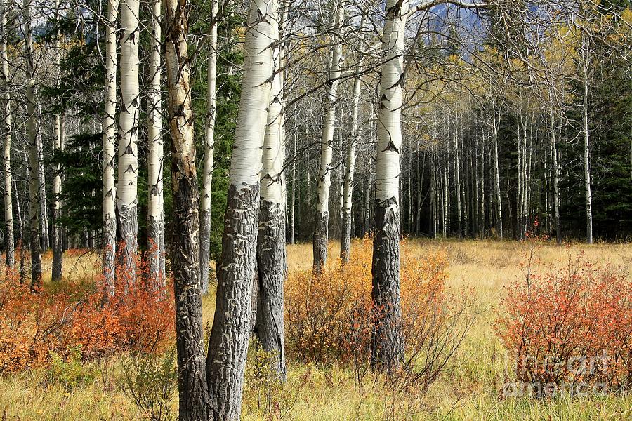 Eaten aspen Photograph by Frank Townsley - Fine Art America