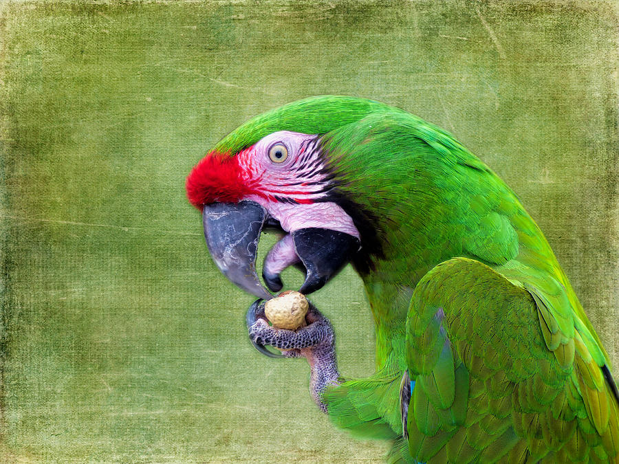 Macaw Photograph - Eating a Peanut by Lynn Bolt