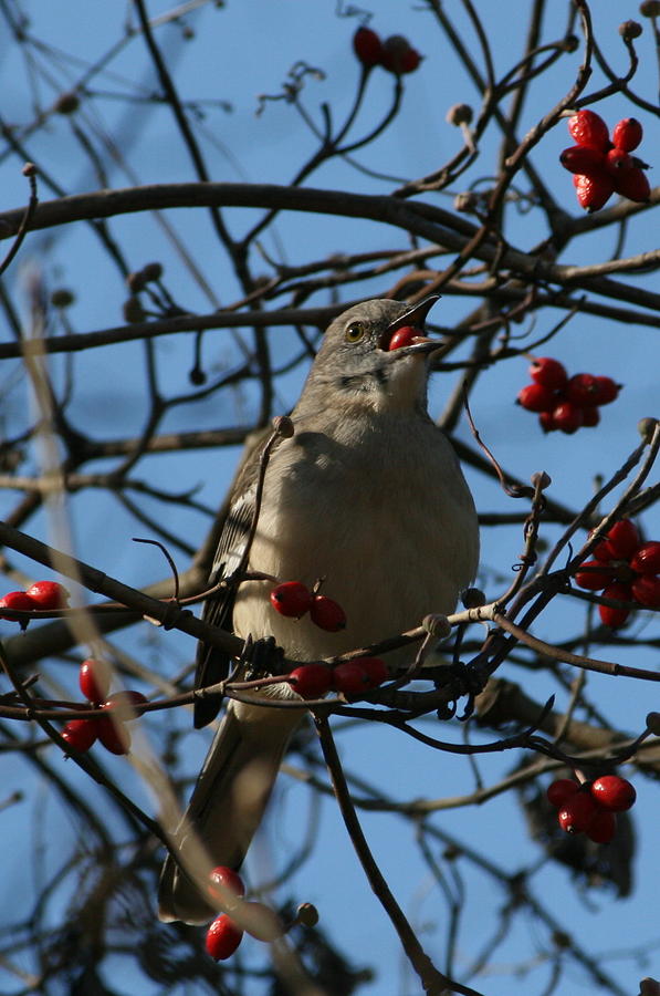 Mockingbird Photograph - Eating Berries by Cathy Harper