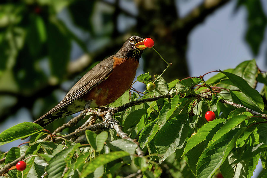 Eating berries Photograph by Inge Riis McDonald