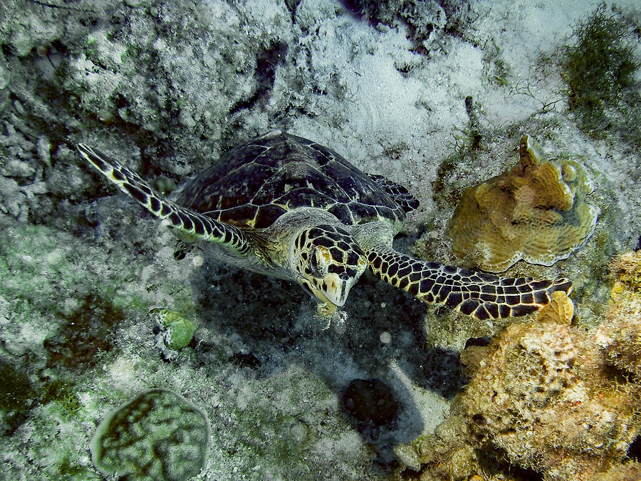 Eating Hawksbill Turtle Photograph by Jean Noren