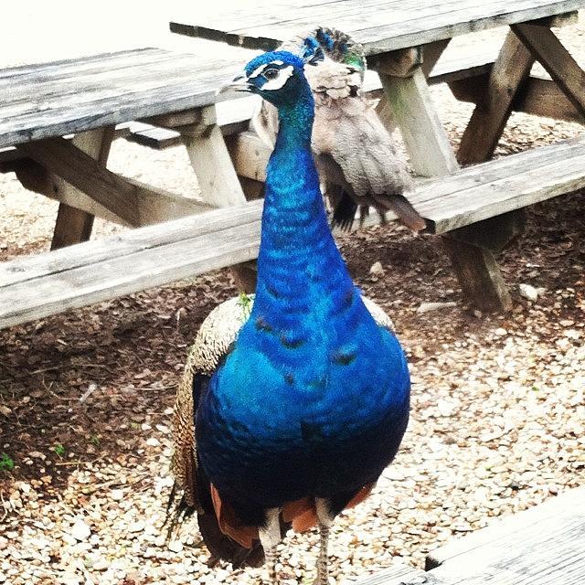Eating Lunch With The Peacocks! Photograph by Karen Bosquez