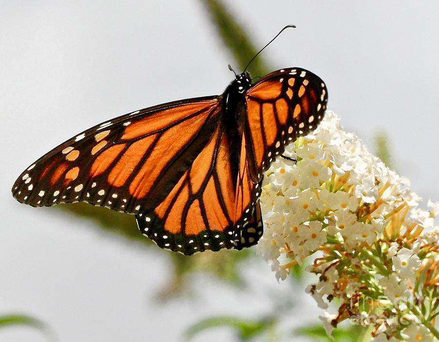 Monarch Butterfly Eating Nectar Photograph by Jesus Olivella