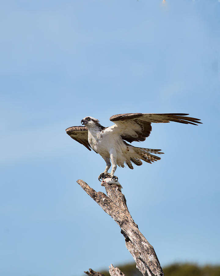 Eating Osprey-2 Photograph by Rudy Umans