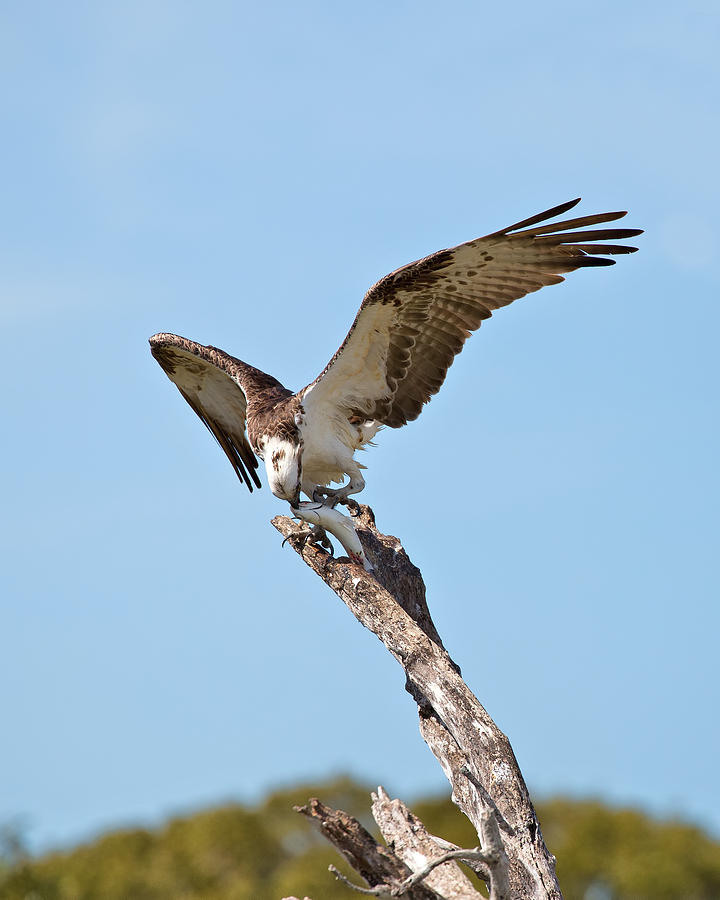 Eating Osprey Photograph by Rudy Umans