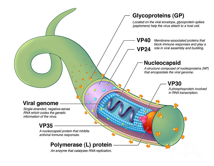 Ebola Virus, Illustration Photograph by Evan Oto