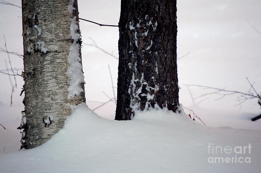 Tree Photograph - Ebony and Ivory by Faith Harron Boudreau