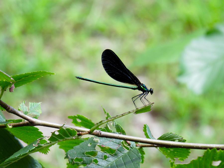 Ebony jewelwing Photograph by Kristen Anderson - Fine Art America