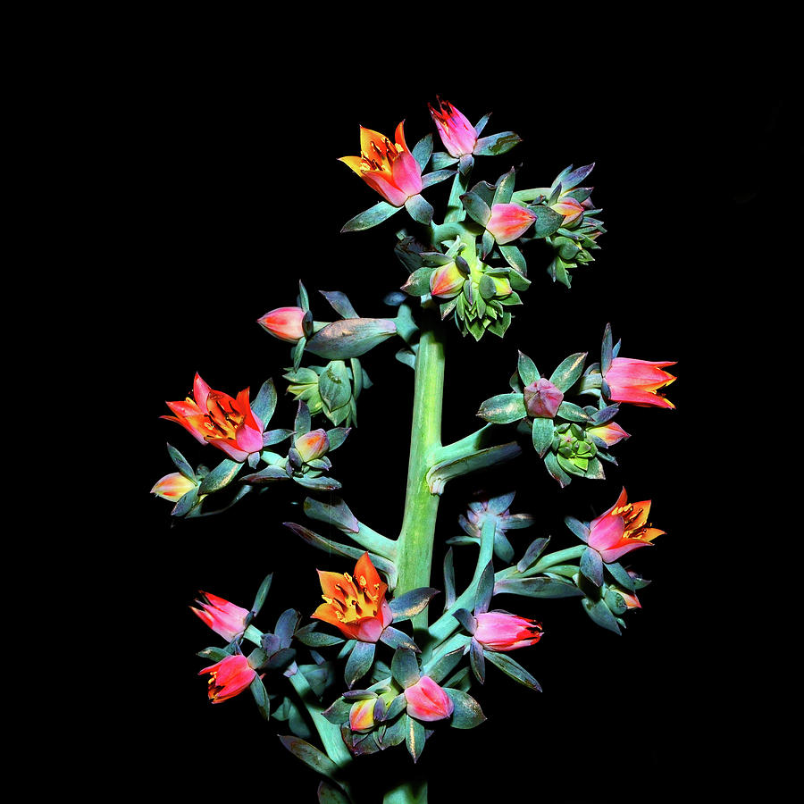 Echavarria Succulent 001 Photograph by George Bostian