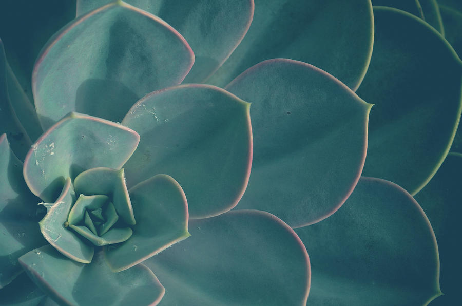 Succulent Photograph - Echeveria by Olivia StClaire