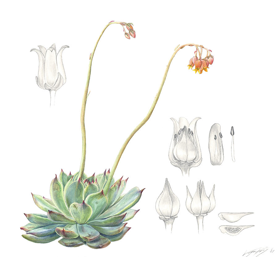 Nature Painting - Echeveria spp. by Logan Parsons
