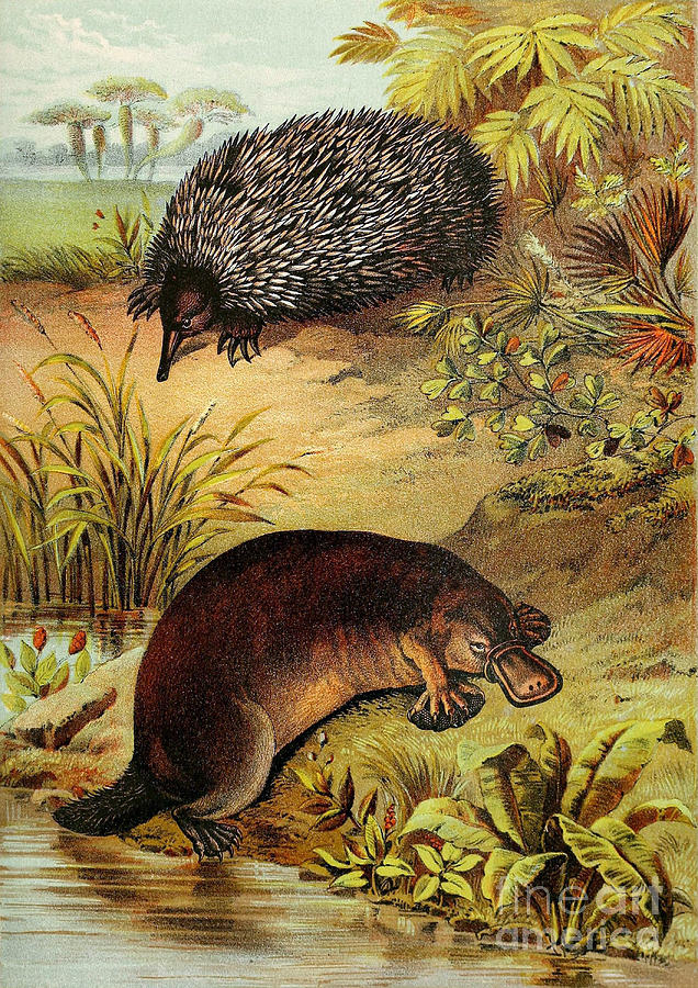 Echidna And Platypus, Egg-laying Mammals Photograph by Biodiversity Heritage Library