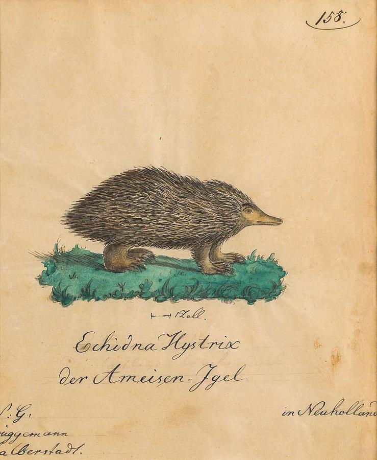 Echidna Hystrixder Ameisen Igel The Spiny Echidna In Neuholland Painting By Echidna Hystrixder