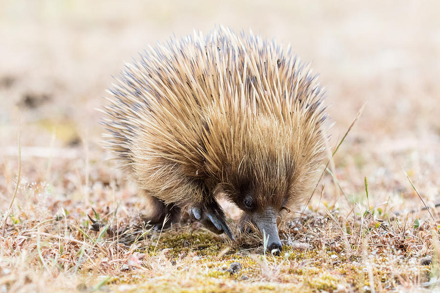 Wildlife Photograph - Echidna by Pascal Mercay