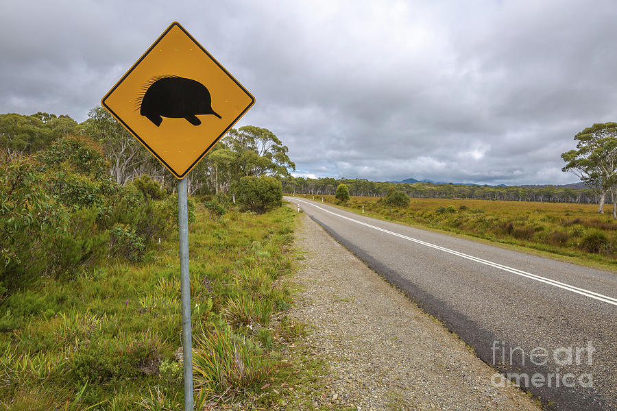 Echidna sign Photograph by Benny Marty