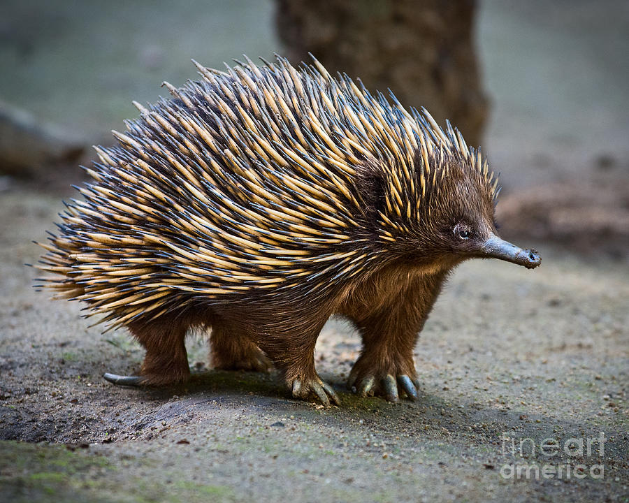  Echidna Standing  Proud Photograph by Jamie Pham