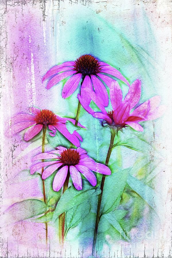 Flower Digital Art - Echinacea - a05cc by Variance Collections