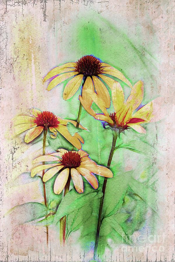 Echinacea - a56 Digital Art by Variance Collections