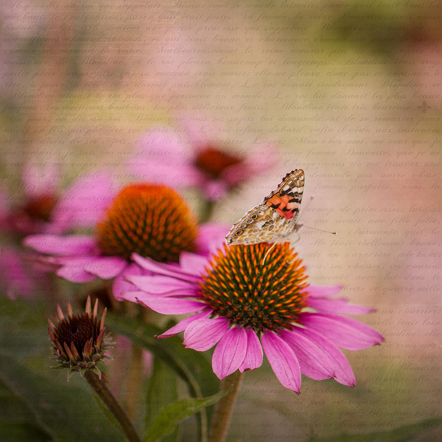Echinacea and Butterfly Photograph by Clare Bambers