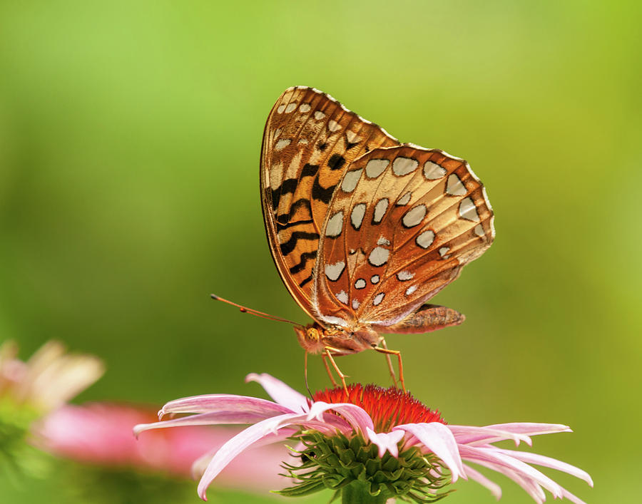 Echinacea And Fritillary Butterfly Photograph by Lara Ellis