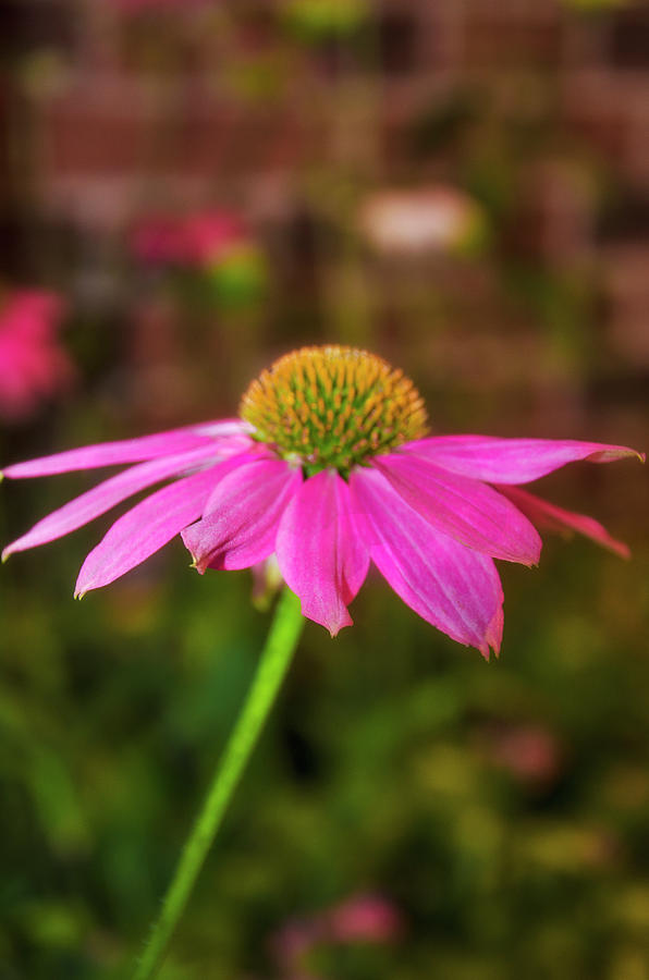 Echinacea angustifolia Photograph by Bill Cannon