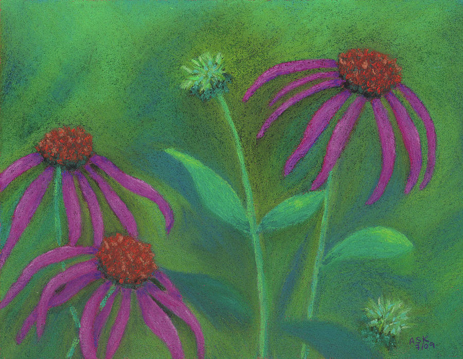 Summer Pastel - Echinacea by Anne Katzeff