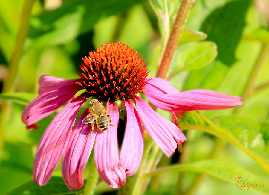 Summer Photograph - Echinacea Bee by Rasma Bertz