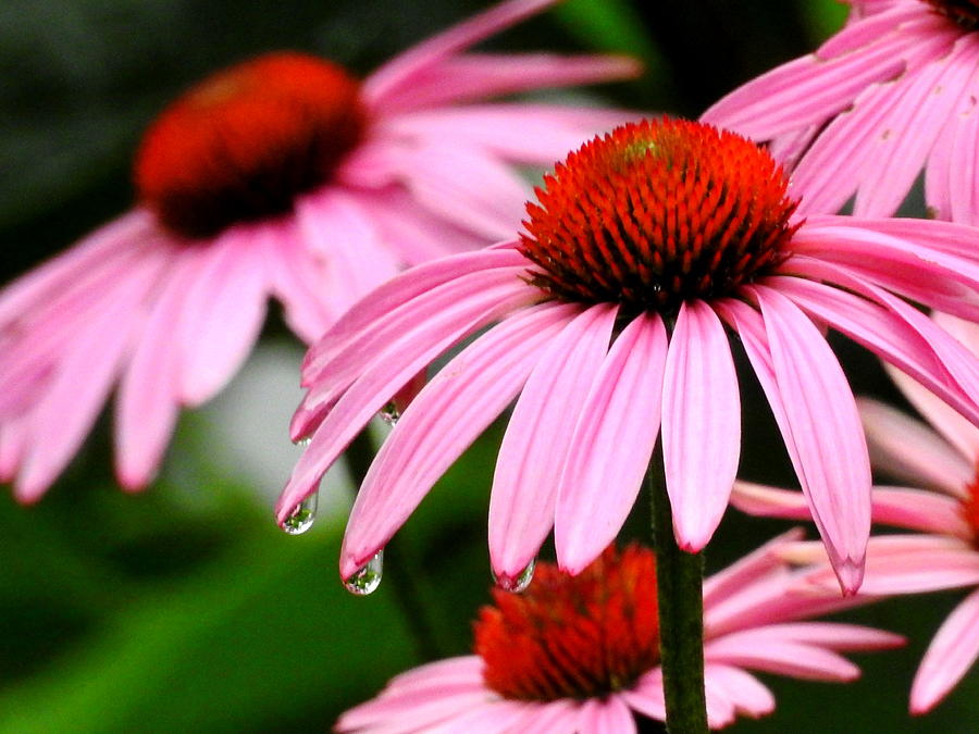 Echinacea  Photograph by Betty-Anne McDonald