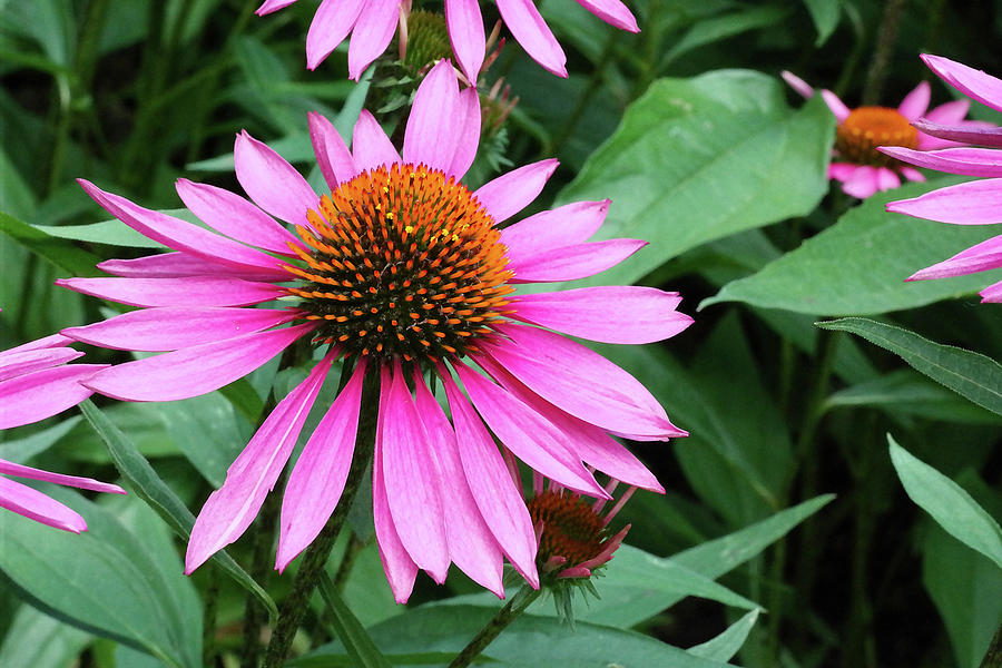 Echinacea Blooms 5 Photograph by Nancy Aurand-Humpf