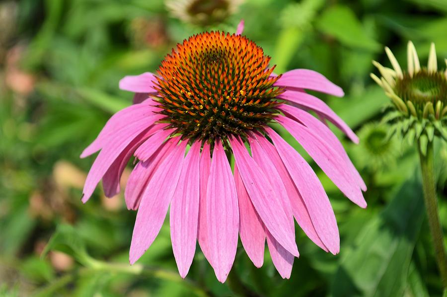 Echinacea Photograph by Bonfire Photography