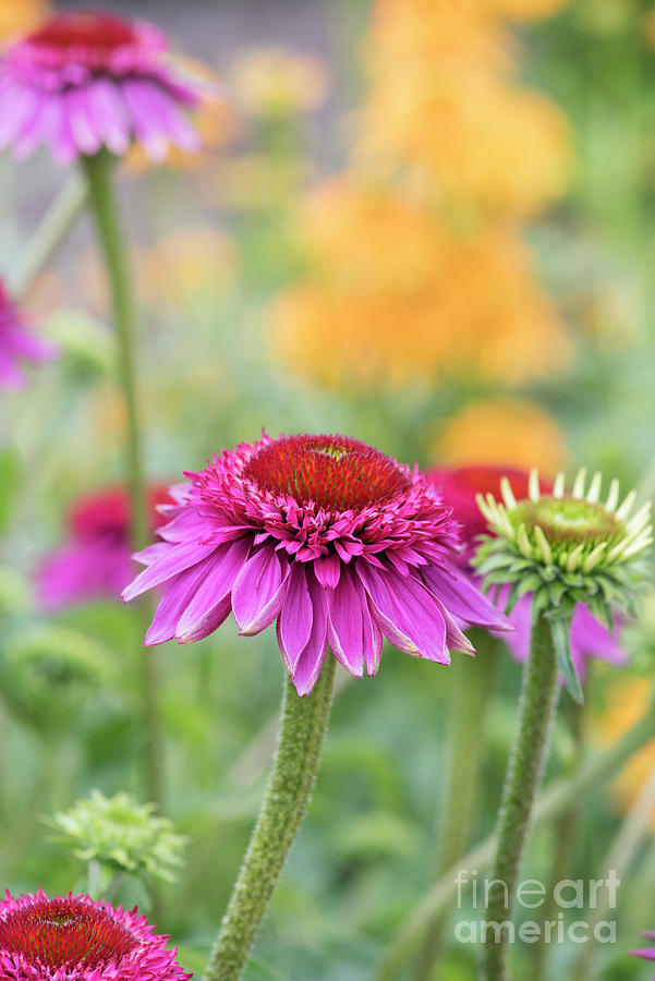Echinacea Catharina Red  Photograph by Tim Gainey