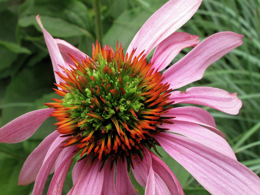 Echinacea Close  Photograph by Lyle Crump