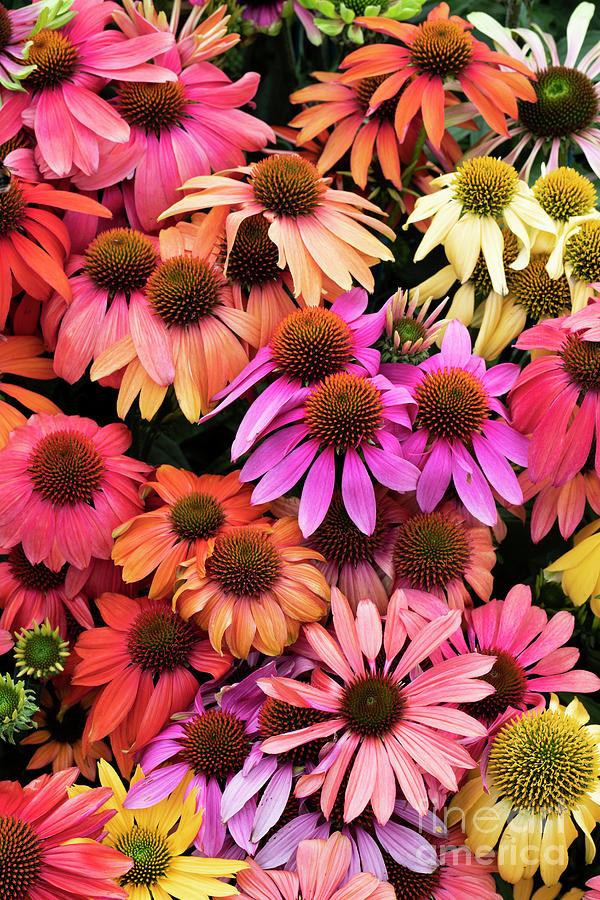 Echinacea Colour Photograph by Tim Gainey