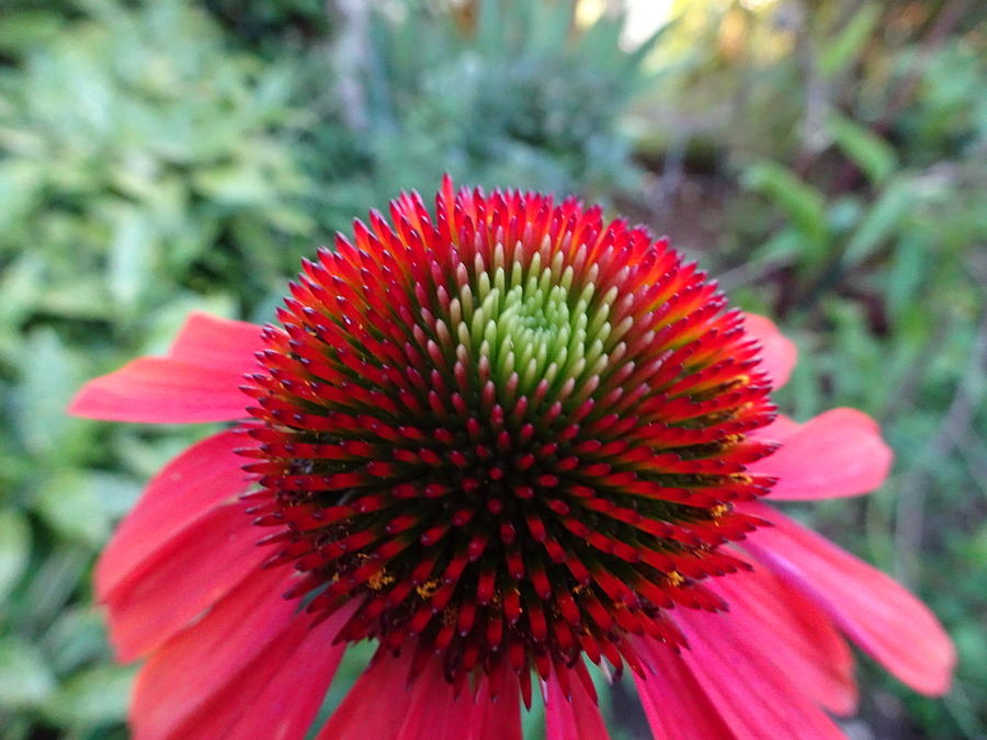 Echinacea cone up close Photograph by Susan Baker