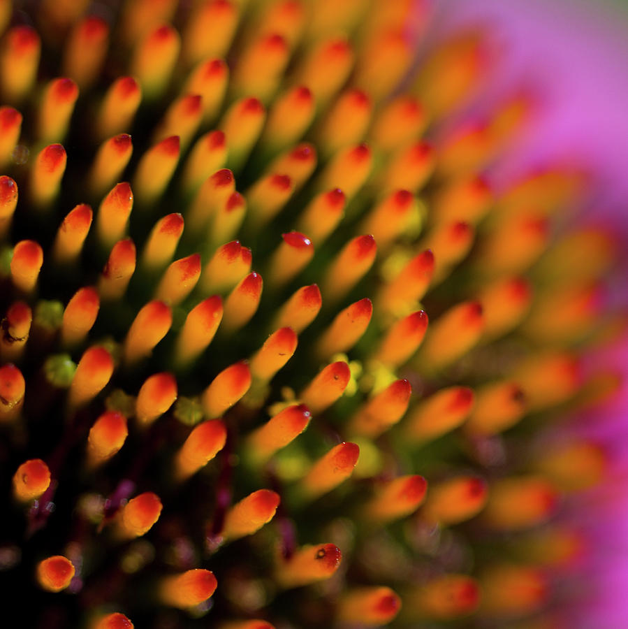 Echinacea Coneflower Abstract Photograph by Kathy Clark