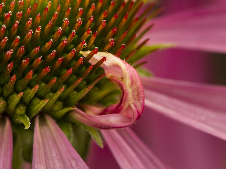 Echinacea Curl Photograph by Jean Noren