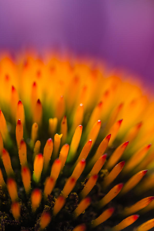 Summer Photograph - Echinacea Detail 1 by Mo Barton