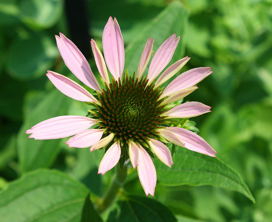 Echinacea Photograph by Ellen Tully