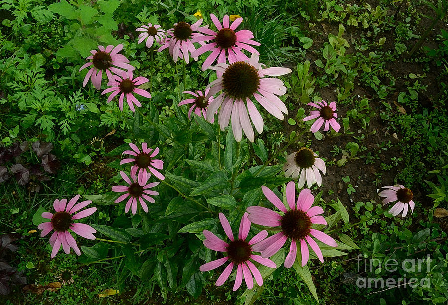 Echinacea Explosion Photograph by Tom Wurl