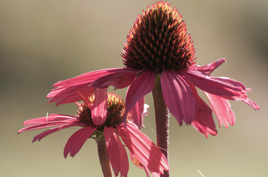 Echinacea Flower Close Up Photograph By Elisabetta Poggi Fine Art America