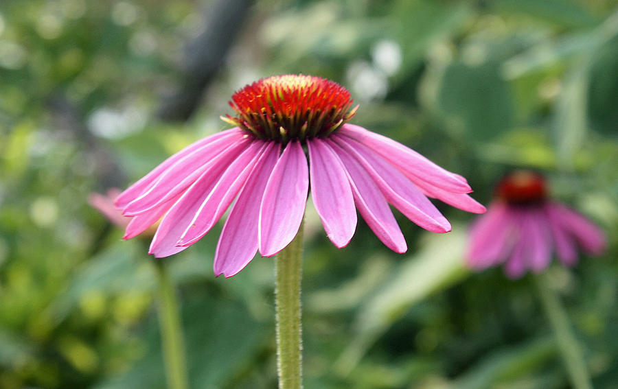 Echinacea Flower Photograph by Ellen Tully
