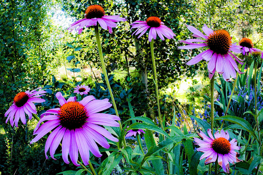 Echinacea Flowers Photograph by Neil Pankler