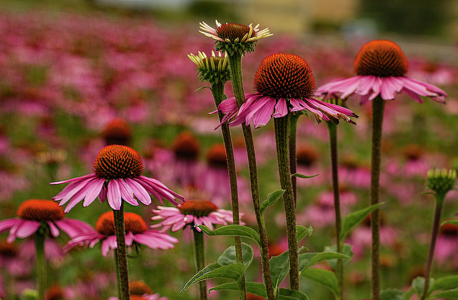 Echinacea Front and Center Photograph by Jean Noren