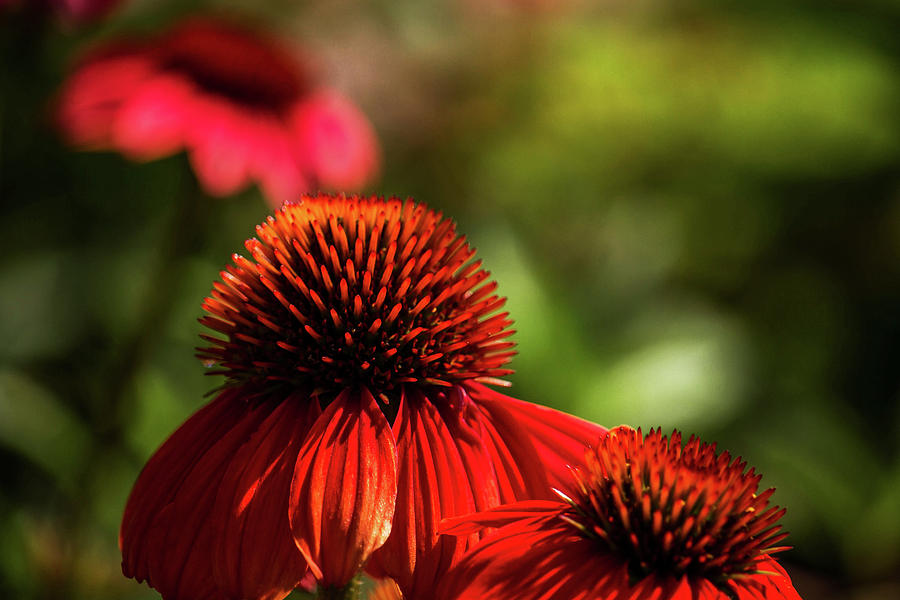 Echinacea Garden Photograph by Cheryl Day